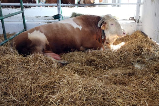 The cow in the barn at the fair in Bjelovar, Croatia