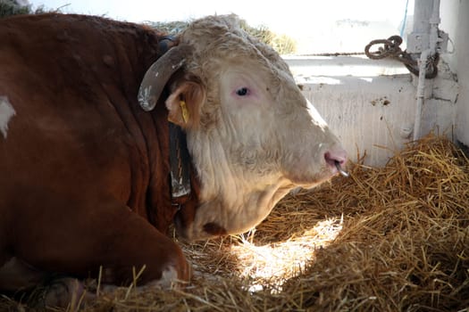 The cow in the barn at the fair in Bjelovar, Croatia