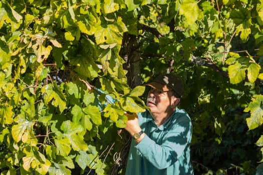 BOURO - October 5: Farmer picking grapes during harvest at a vineyard on October 05, 2018 in Bouro, Portugal. The region of Minho