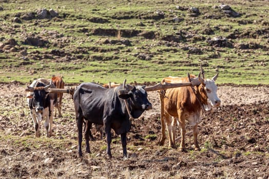 Farmer cattle cultivates a field with a traditional primitive wooden plow pulled by cows