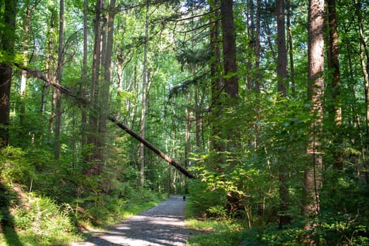 A solitary dog walks unaccompanied down a long woodland trail under a fallen tree. Idyllic green scene with dappled light.