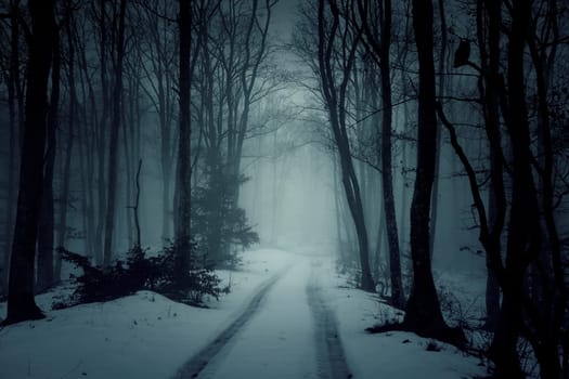 Country road in snowy forest in the mountains at night