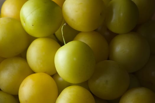 1 - Many yellow mirabelle plums, freshly picked, one with the stalk left on. Piled in a colorful and ready to eat heap. Side lit for contrast.