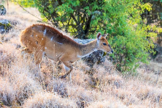 female of rare Menelik bushbuck, Tragelaphus scriptus meneliki, in Simien mountains, Ethiopia, Africa wilderness