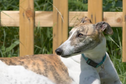 New wooden fence and long grass behind a healthy pet greyhound dog who is looking to the left. Hot bright sunlight catches the eye of the dog.