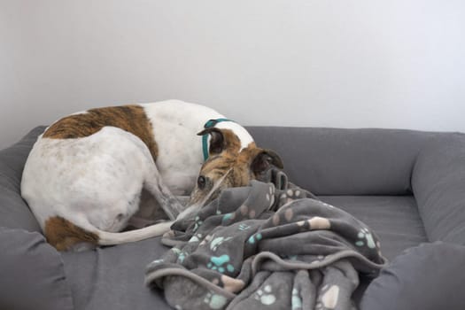 Medium shot of large pet greyhound dog curled up in grey dog bed with blanket. Plain white background with plenty of copy space. White and brindle.
