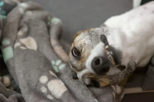 Pet greyhound's funny face as she lies in her dog bed. Focus on her eyes, but long neck and face visible too. Paw patterned dog blanket.