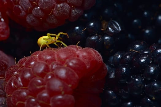 Super macro image of mixed winter berries, blackberries and raspberries, and a Black footed yellow sac spider stood with legs raised covered in juice