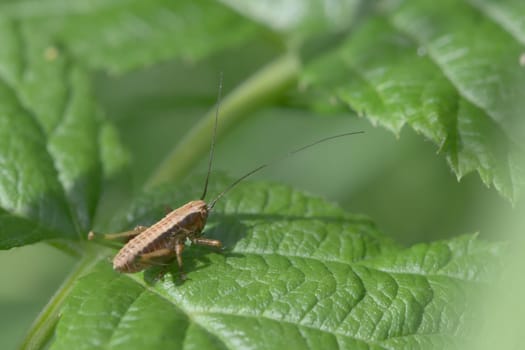 Medium shot of a dark bush cricket, Pholidoptera griseoaptera, on the leaf of a raspberry plant. Plenty of copy space and a very green background.