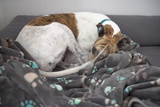 A Brindle and white patched pet adopted greyhound curls up into a warm dog blanket on a grey dog bed. Looks directly at the camera with brown eyes.
