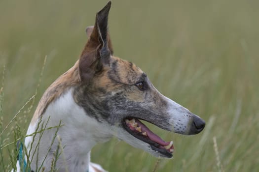 Plain grass field background, with a full frame detailed side profile of a white and brindle greyhound's face. Looking right and panting.