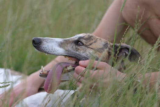 Dog owner affectionately pets brindle and white greyhound as she lies in the grass after a long time playing. Tongue lolls out of mouth as she cools.