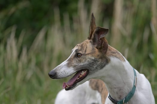 Vibrant horizontal portrait of a pet white and brindle greyhound. Blurred plants and undergrowth form the background, joyful and excited expression.