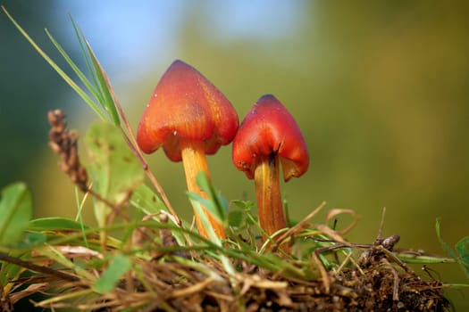 witch's hat (Hygrocybe conica) on a meadow in a Park in autumn