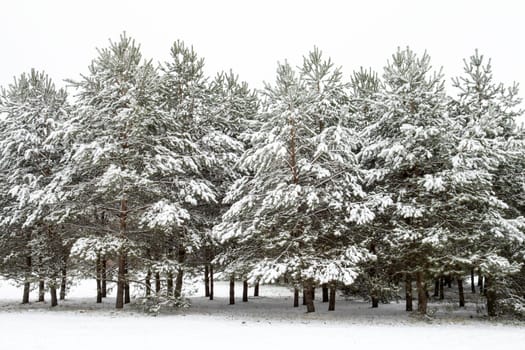 Winter landscape with snow covered pine trees