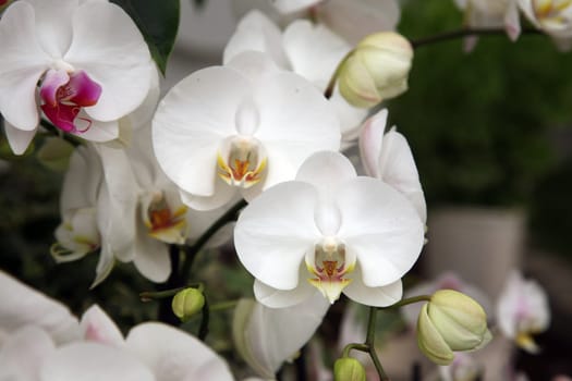Orchid flowers