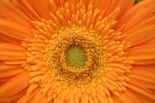 Gerber flower