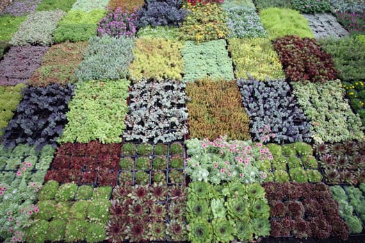 An image of hothouse seedlings in small pots