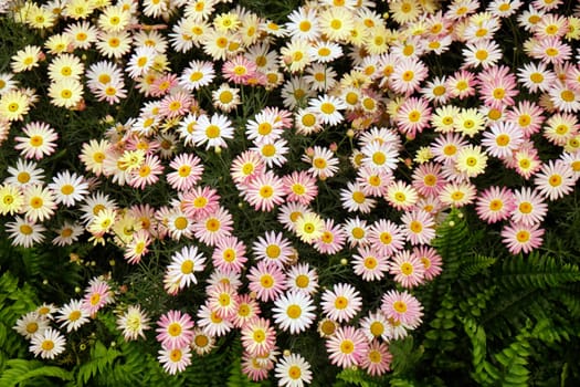 Flowers in the garden