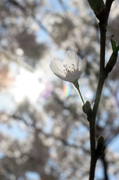 Close up of fruit flowers in the earliest springtime