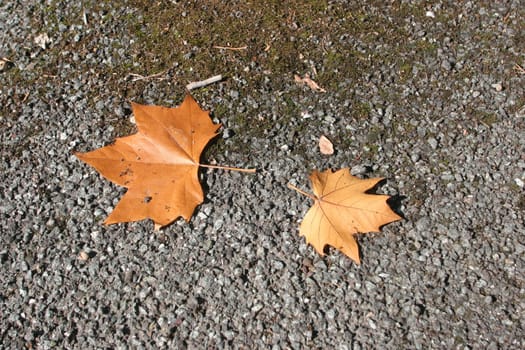 Autumn leaves