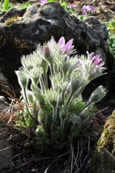 Pulsatilla flowers