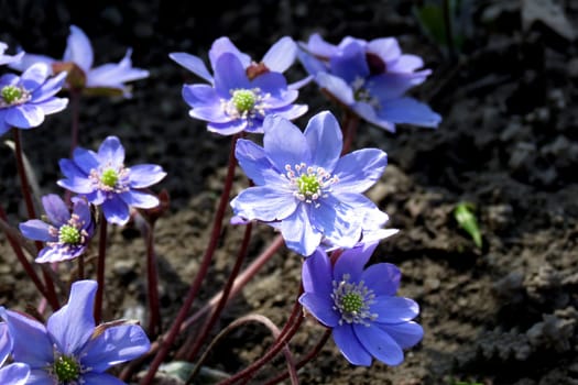 Purple flowers