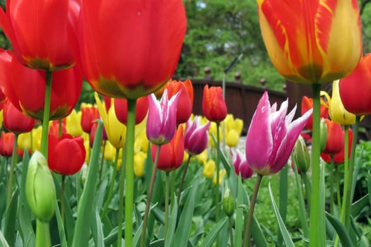Tulips