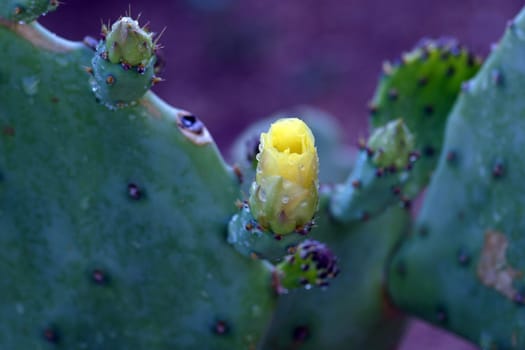 Opuntia flower