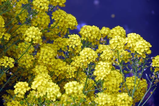 Aurinia saxatilis compacta