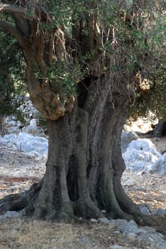 Old olive tree