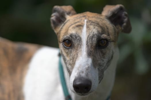 Selective focus close up portrait of a white and brindle pet greyhound dog. Cute and adorable look with a soft and gentle feel to the image