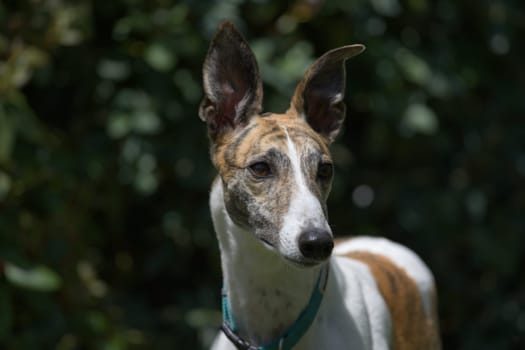 Elegantly poised, this white and brindle pet greyhound dog is alert with her ears pricked, looking away against a dark garden background. adopted pet
