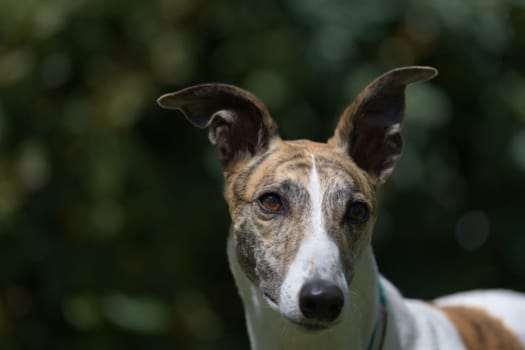 Catch light in the rich brown eyes of this white and brindle pet greyhound sparkles from sunlight. Ears at funny angles against a dark background.