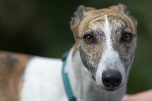 Looking directly at the camera, the symmetrical face patterning of this white and brindle pet greyhound dog is seen. Plain dark background.