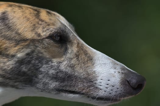 Super close up side profile of the face and head of pet greyhound dog. Detail of whiskers, fur and eyes. Great color and plain background. Full frame