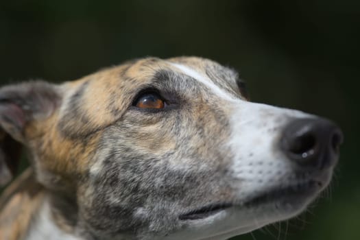 Amazing color in the eye of this pet greyhound. Dog looking up into plain dark copy space background. Fur texture and selective focus on the brown eye