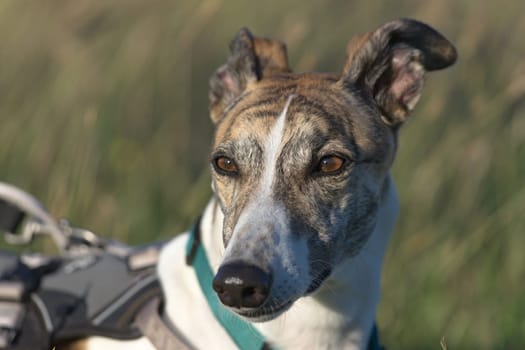 Close up greyhound dog at sunset looking towards the camera. Plain grass background and great detail in the face. Selective focus at sunset.