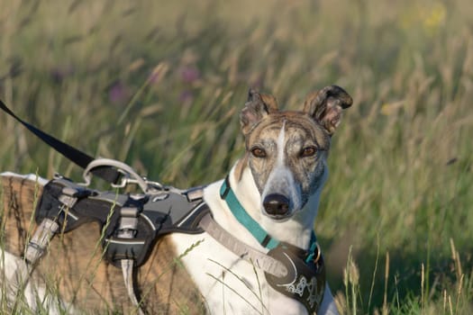 Medium upper body horizontal portrait of pet greyhound dog at sunset in a meadow. Lying down and relaxing with harness and lead on. Copy space