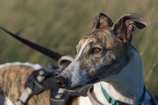 Gentle golden light hits the face of this brindle and white pet greyhound as she looks away into copy space. Harness and lead, catch light in the eyes