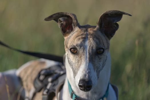 Symmetry and two tone color makes this portrait of a greyhound staring directly at the camera visually striking. Golden hour light makes shadows blue