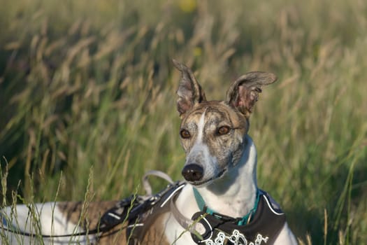 Long meadow grass background provides copy space behind an alert pet greyhound dog with ears pricked. Relaxing with harness on during golden hour.
