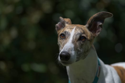 Selective focus portrait of a pet white and brindle greyhound against a smooth plain dark background. Plenty of left hand side copy space. wistful.