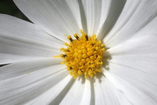 Close-up of a daisy flower