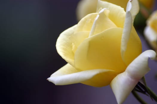 Yellow rose
