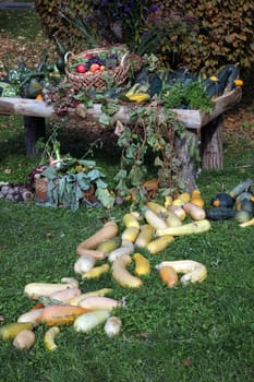 Autumn harvest