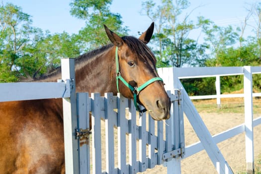 Horse stuck its head out of the paddock, warm sunny day