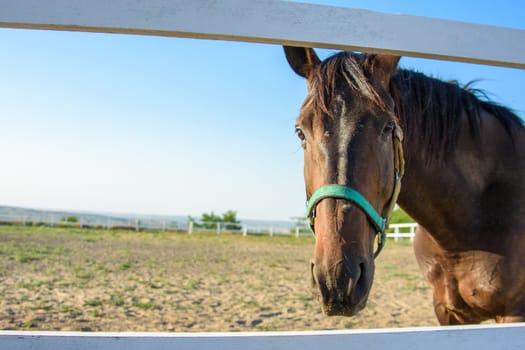 The horse's muzzle close-up, the horse alone walks along the paddock