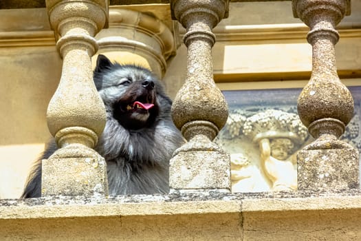 Keeshond is a medium-sized dog with a plush, two-layer coat of silver and black fur with a ruff and a curled tail