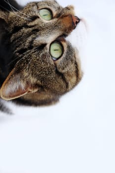 A small cat looks curiously upwards